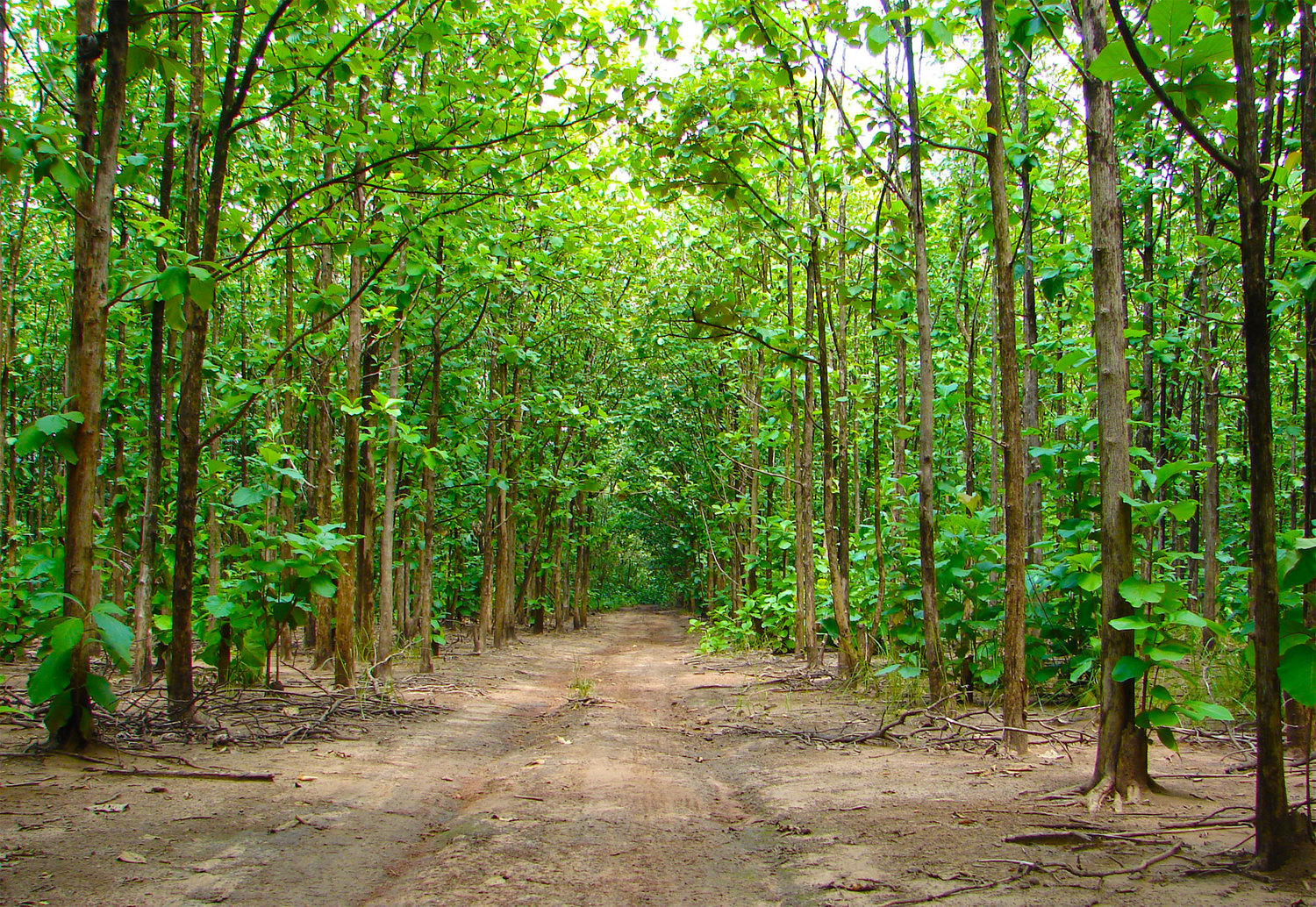 More Benefit with Sustainable Teak Plantation