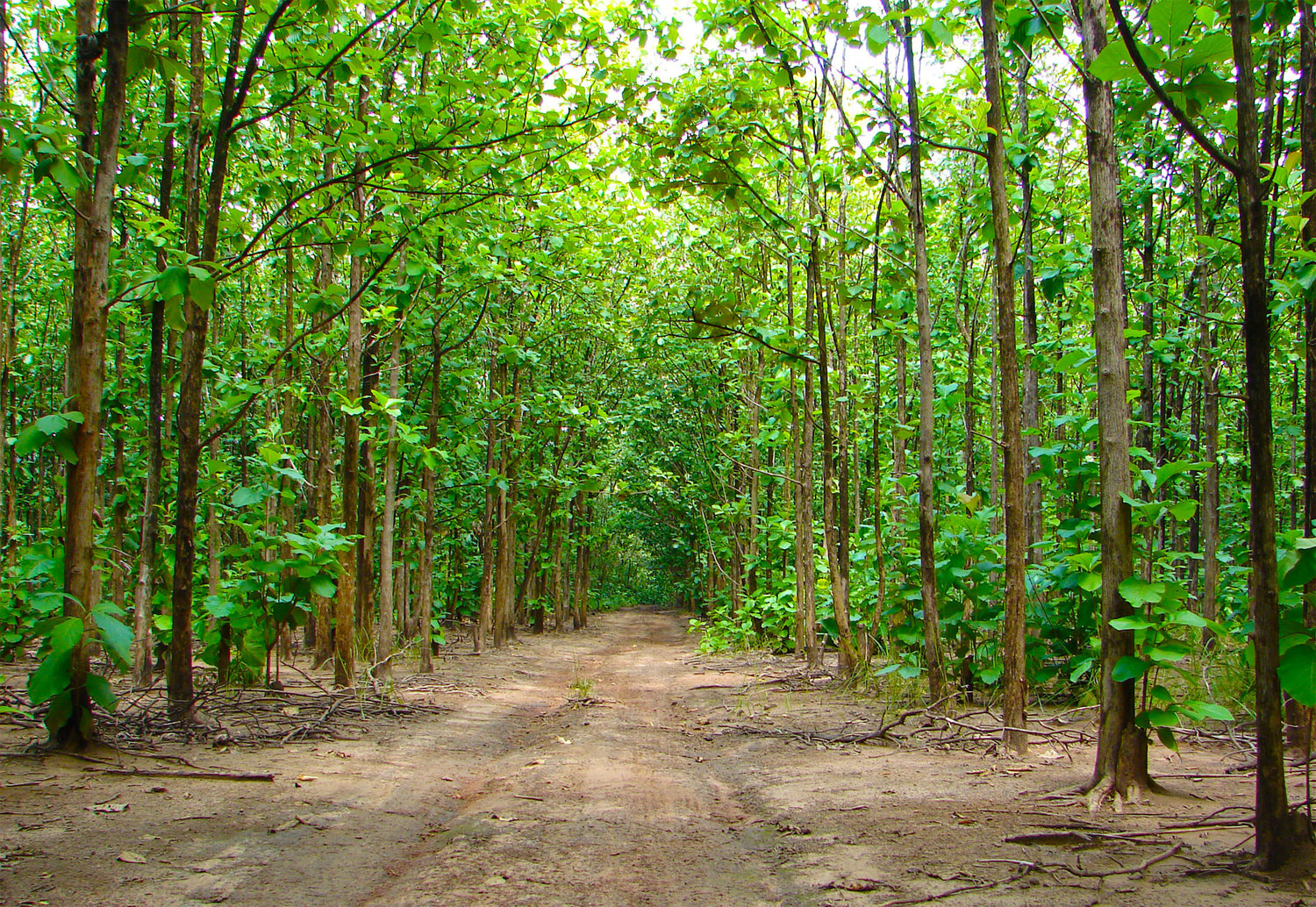 Sustainable teak store